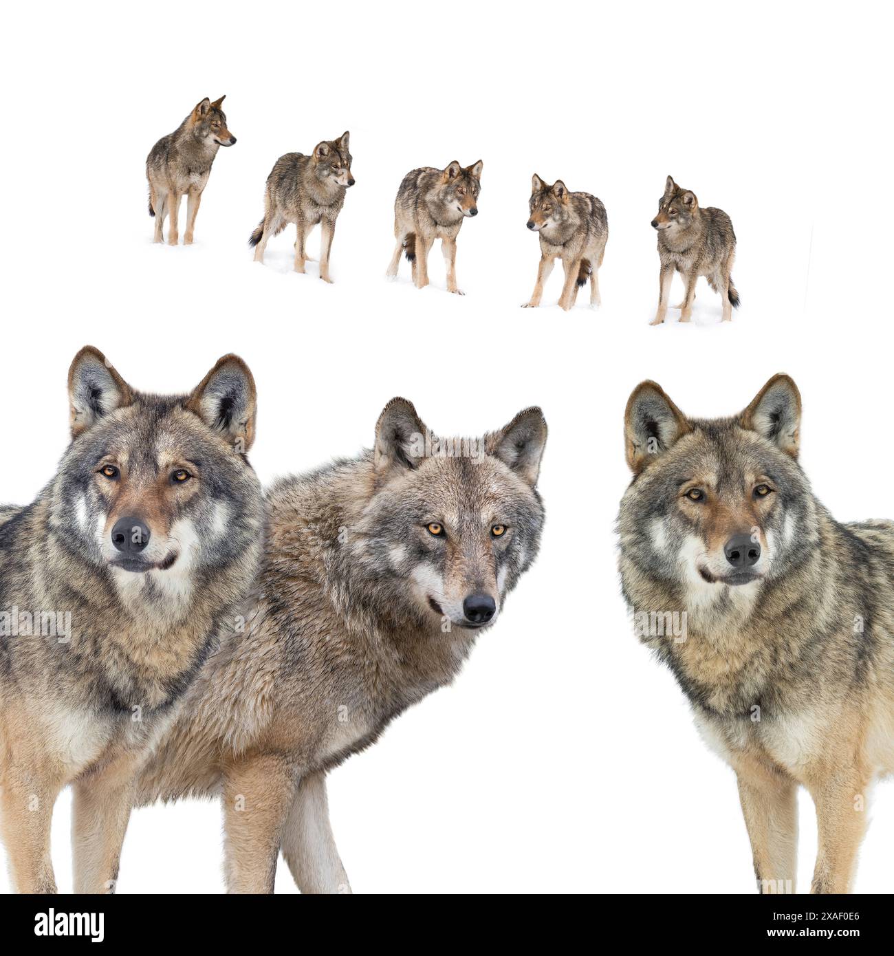 wolfs isoliert auf weißem Hintergrund Stockfoto