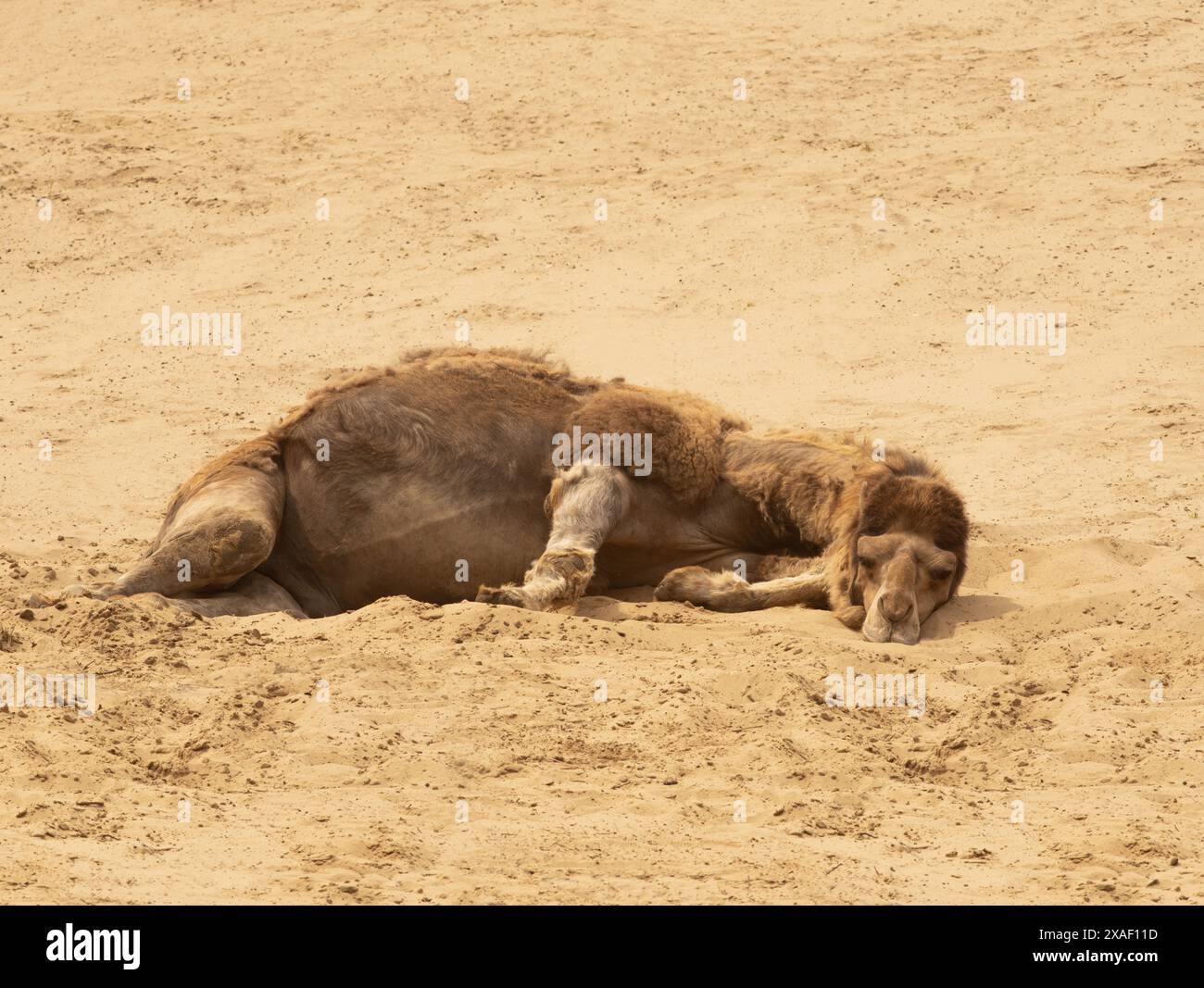 Schlafendes Kamel auf heißem Sand Stockfoto