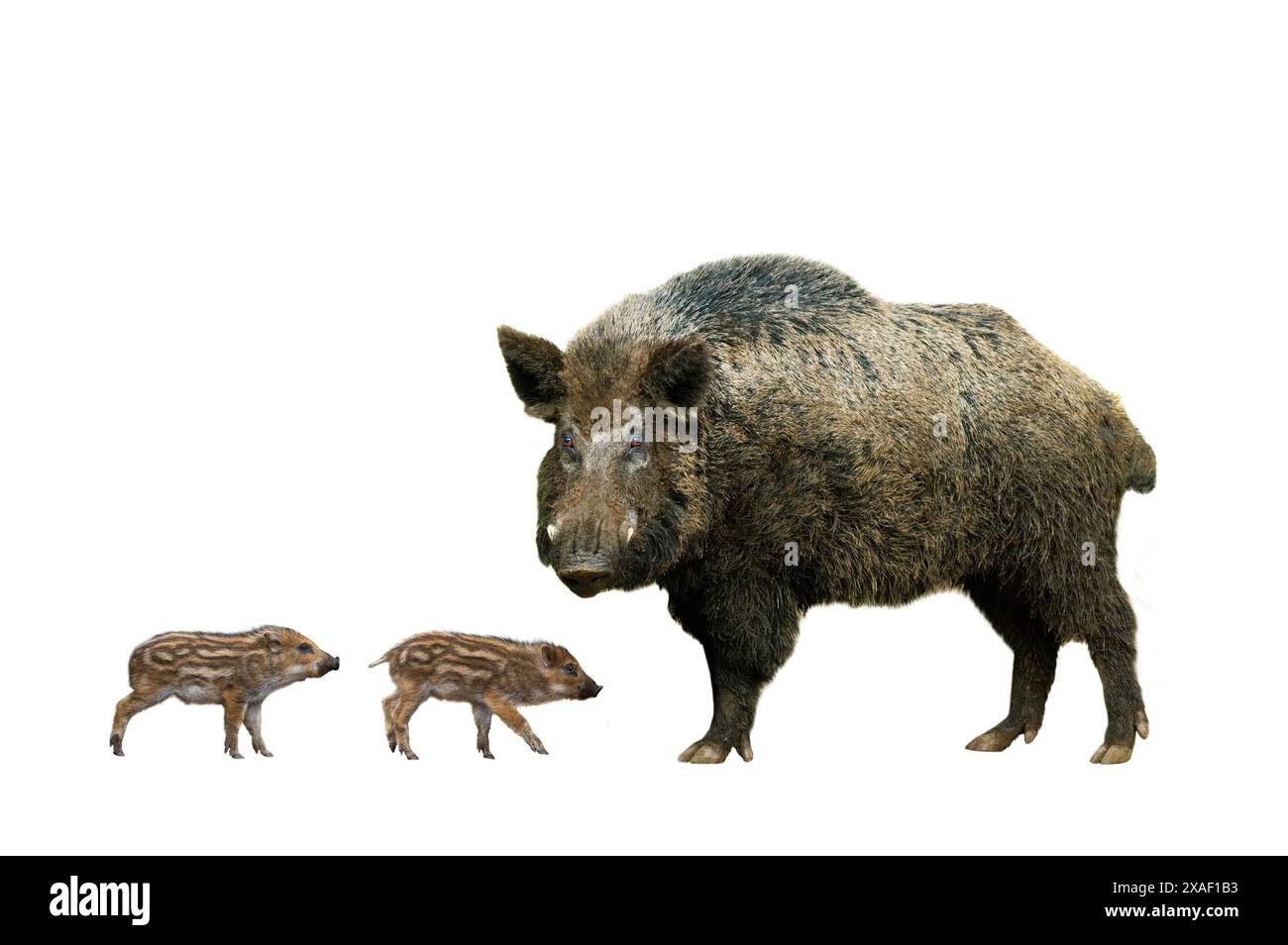 Wildschwein mit kleinen Ferkeln auf weißem Hintergrund Stockfoto