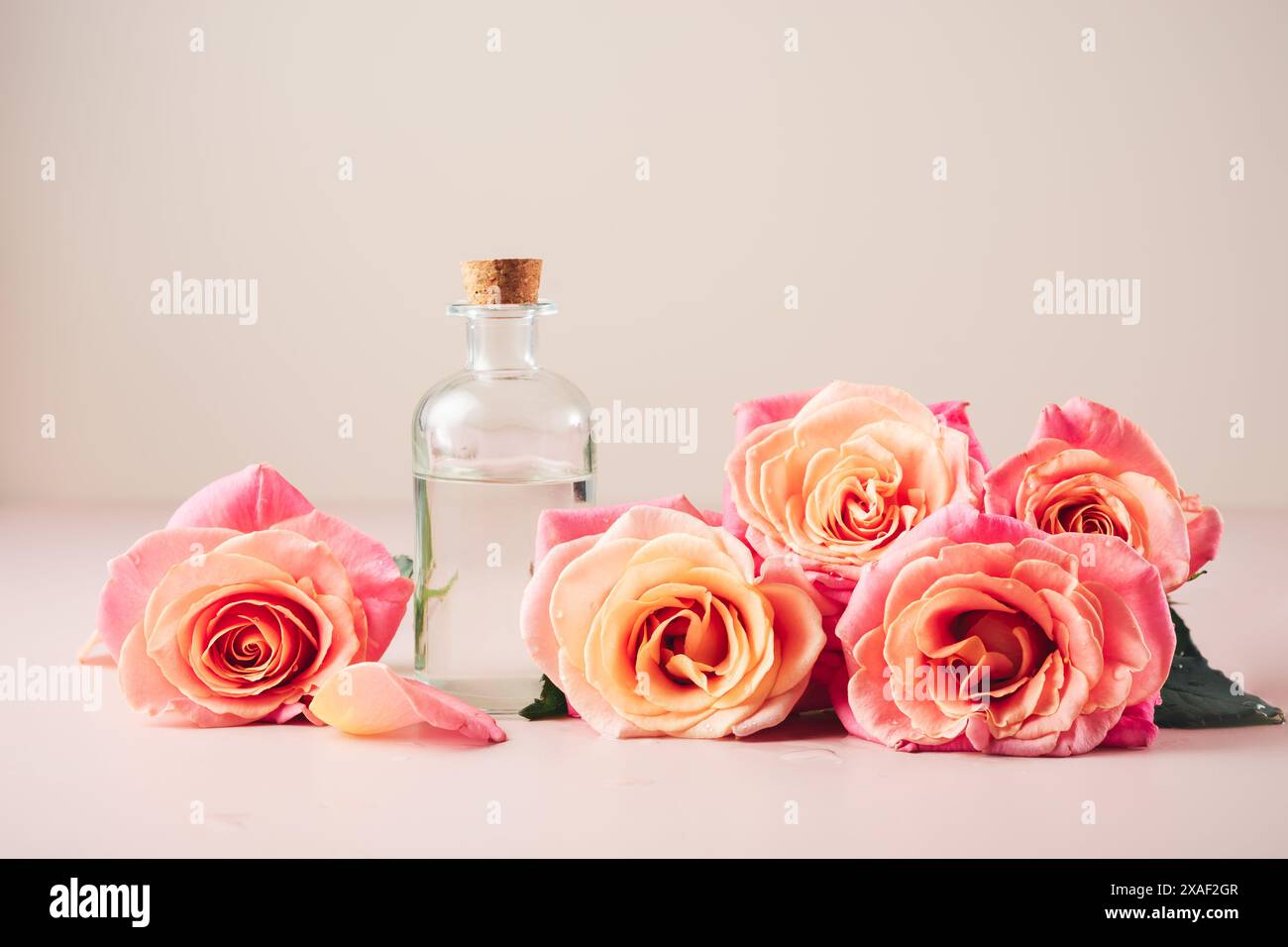 Rosen und eine Flasche Rosenduft, ätherisches Öl. Stockfoto