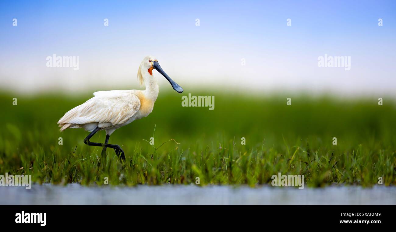 Eurasischer Löffelschnabel Platalea leucorodia es sucht in dem schönen Feuchtgebiet mit seinem langen Schnabel nach Nahrung, das beste Foto. Stockfoto