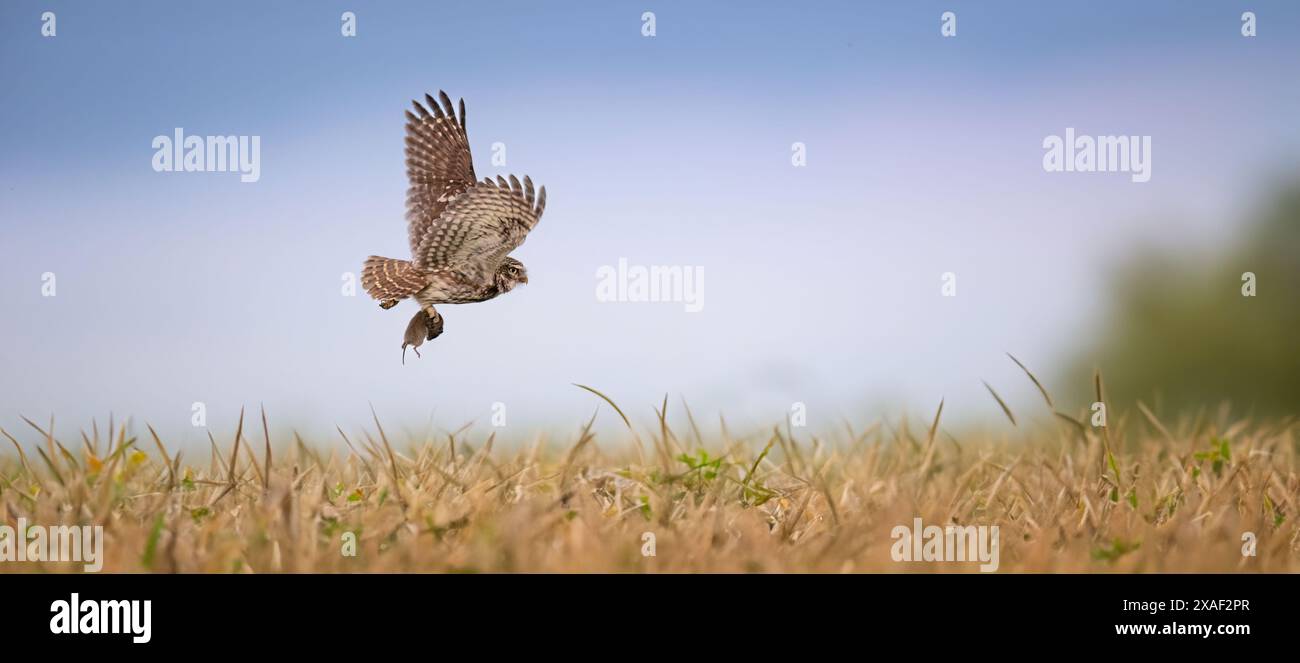 Athene noctuahe fliegt über die Wiese mit einem Fang Mäuse in den Klauen, das beste Foto. Stockfoto