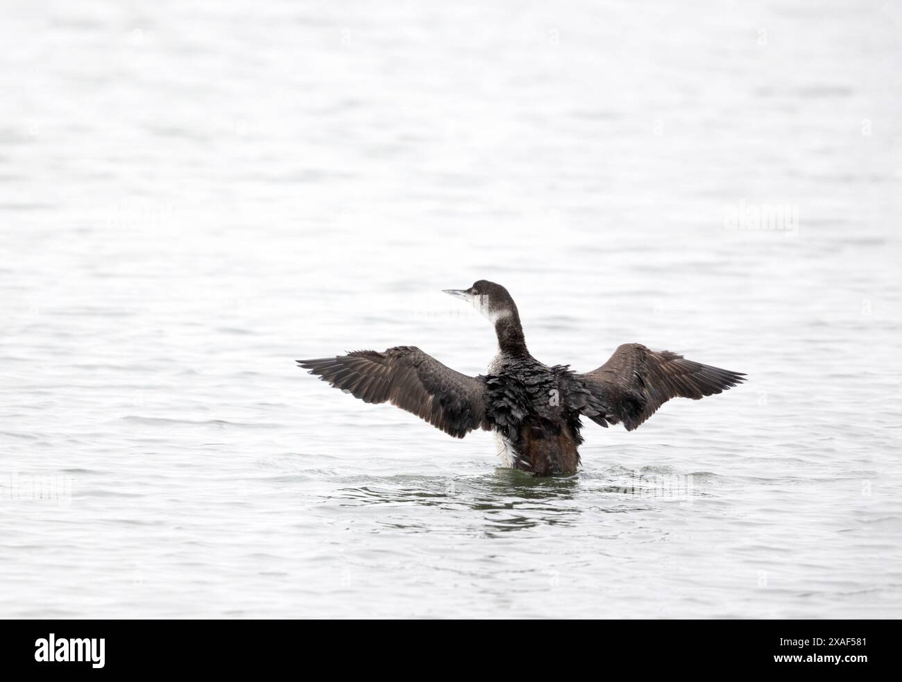Gewöhnliche Loon Flapping Wings Stockfoto