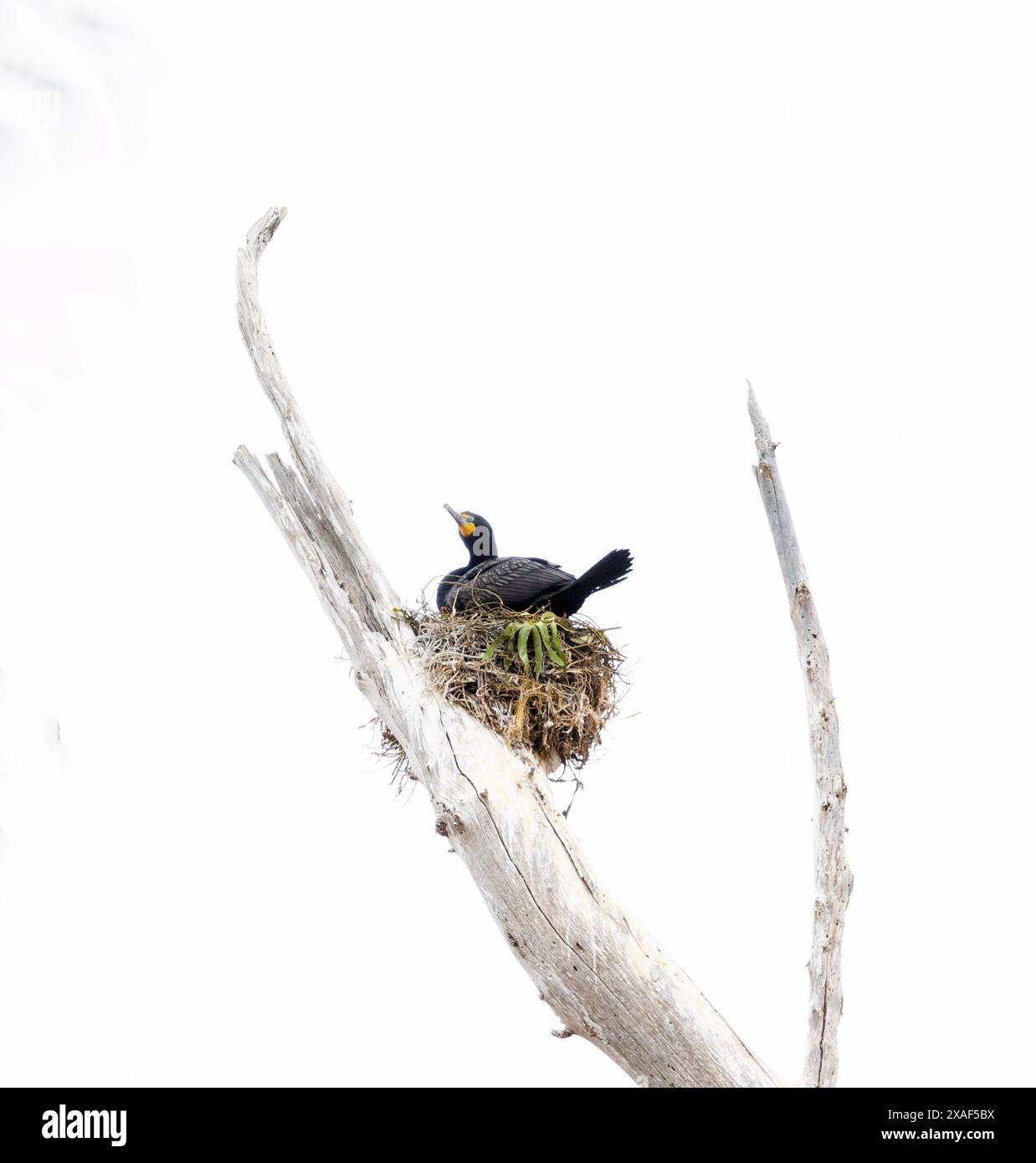 Doppelkammkormorant auf Nest Stockfoto