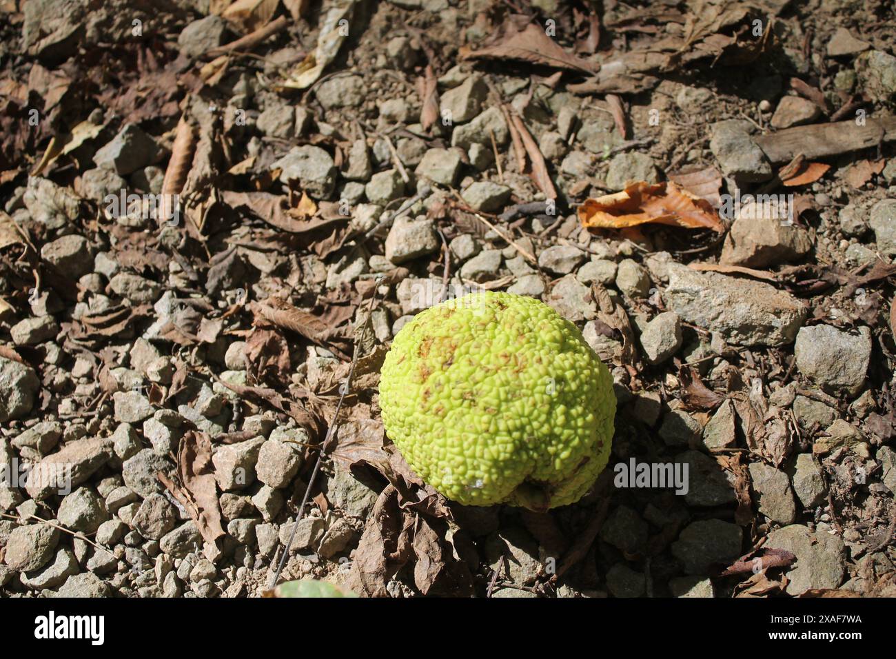 Osage Orange Stockfoto