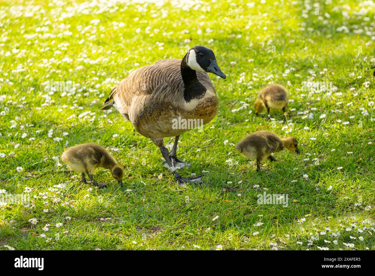 Gosings Canada Gans, Brant canadian auf grüner Wiese mit Eltern im Waldgebiet, Familie umringte Wasservögel in natürlichem Lebensraum, Vogelwanderung im Gegenzug Stockfoto