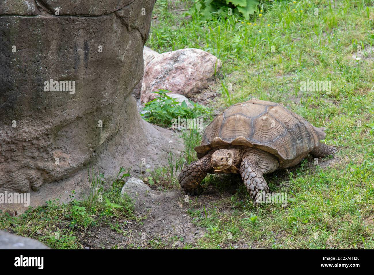 Detroit, Michigan – eine afrikanische Sporenschildkröte (Geochelone sulcata) im Detroit Zoo. Stockfoto