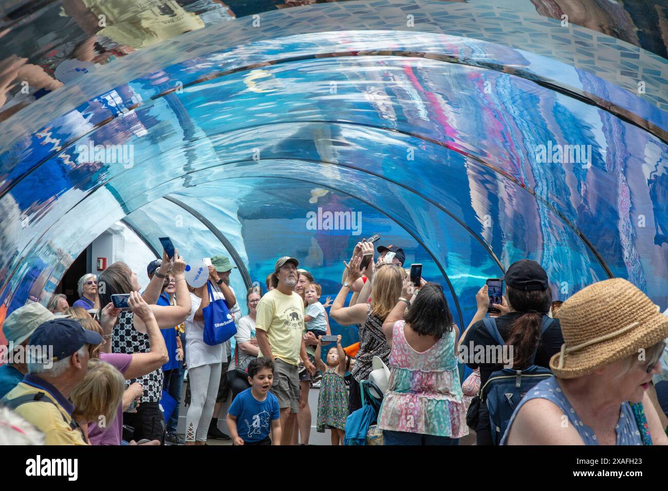 Detroit, Michigan – Besucher des Detroit Zoo sehen in einem Unterwasser-Plexiglas-Tunnel Meereslebewesen, darunter Eisbären. Es ist Teil des Arct des Zoos Stockfoto