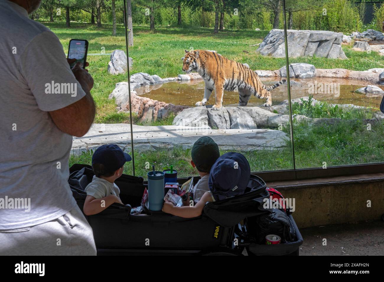 Detroit, Michigan – Kinder beobachten einen Amur-Tiger (Panthera tigris tigris) durch ein Fenster im Detroit Zoo. Stockfoto