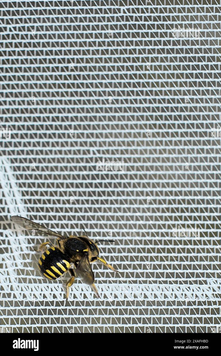 Foto einer Biene, die auf einer Netzoberfläche liegt und einen interessanten Kontrast zwischen Natur und künstlichen Elementen zeigt. Stockfoto