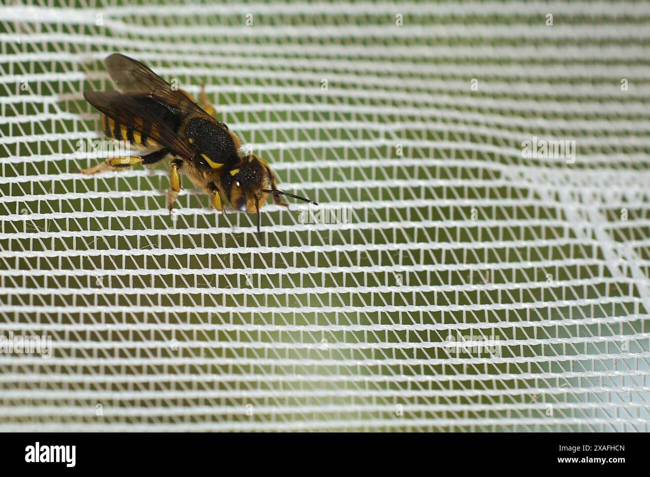 Bild einer Biene, die auf einer Netzoberfläche ruht und die Interaktion zwischen Natur und menschlichen Elementen erfasst. Stockfoto