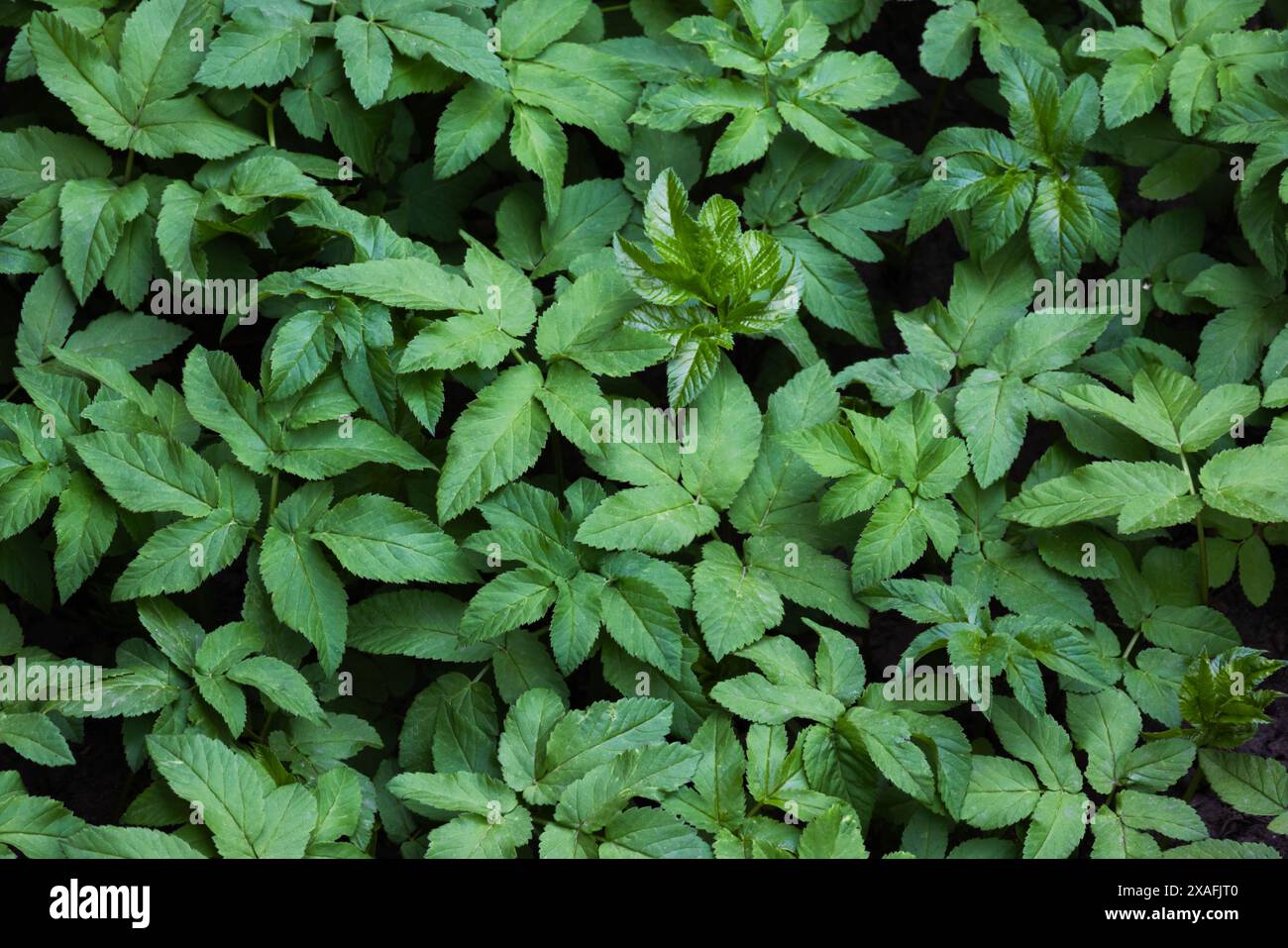 Grüne Blätter, abstraktes Foto im natürlichen Hintergrund, Draufsicht. Aegopodium Stockfoto