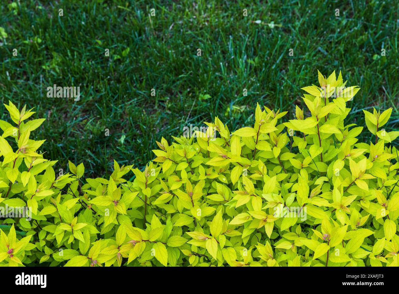 Frische grüne Blätter von Spiraea japonica über dunkelgrünem Gras, abstraktes natürliches Nahaufnahme-Hintergrundfoto mit selektivem Fokus Stockfoto