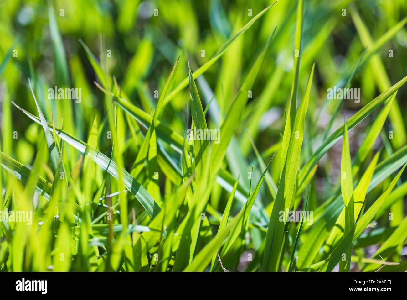 Grünes Gras steht im Sonnenlicht, natürliche Hintergrundfotos Stockfoto
