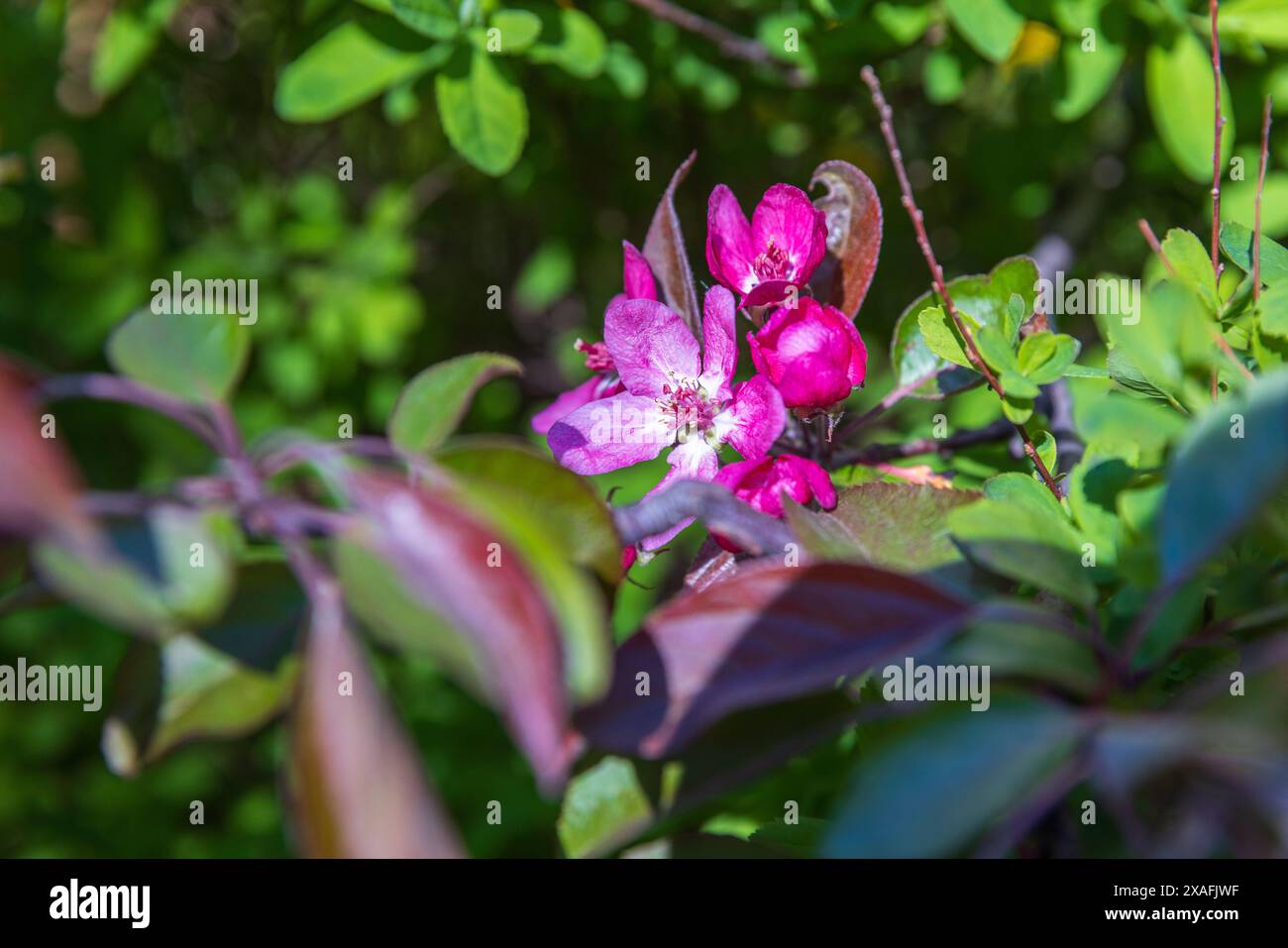 Dekorativer Apfelbaum in Blüte, Zweig mit hellrosa Blüten an einem sonnigen Frühlingstag. Makrofoto mit selektivem Weichfokus. Malus hupehensismalus Stockfoto