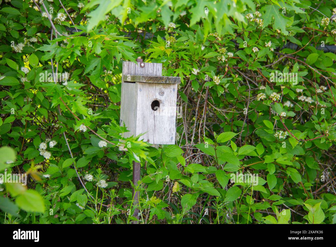 Vogelhaus im Dickicht Stockfoto