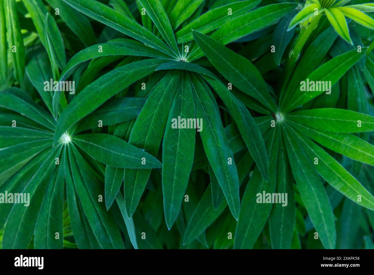 Grüne Blätter der Lupinus-Pflanze, abstrakter natürlicher Hintergrund, Nahaufnahme mit weichem selektiven Fokus Stockfoto