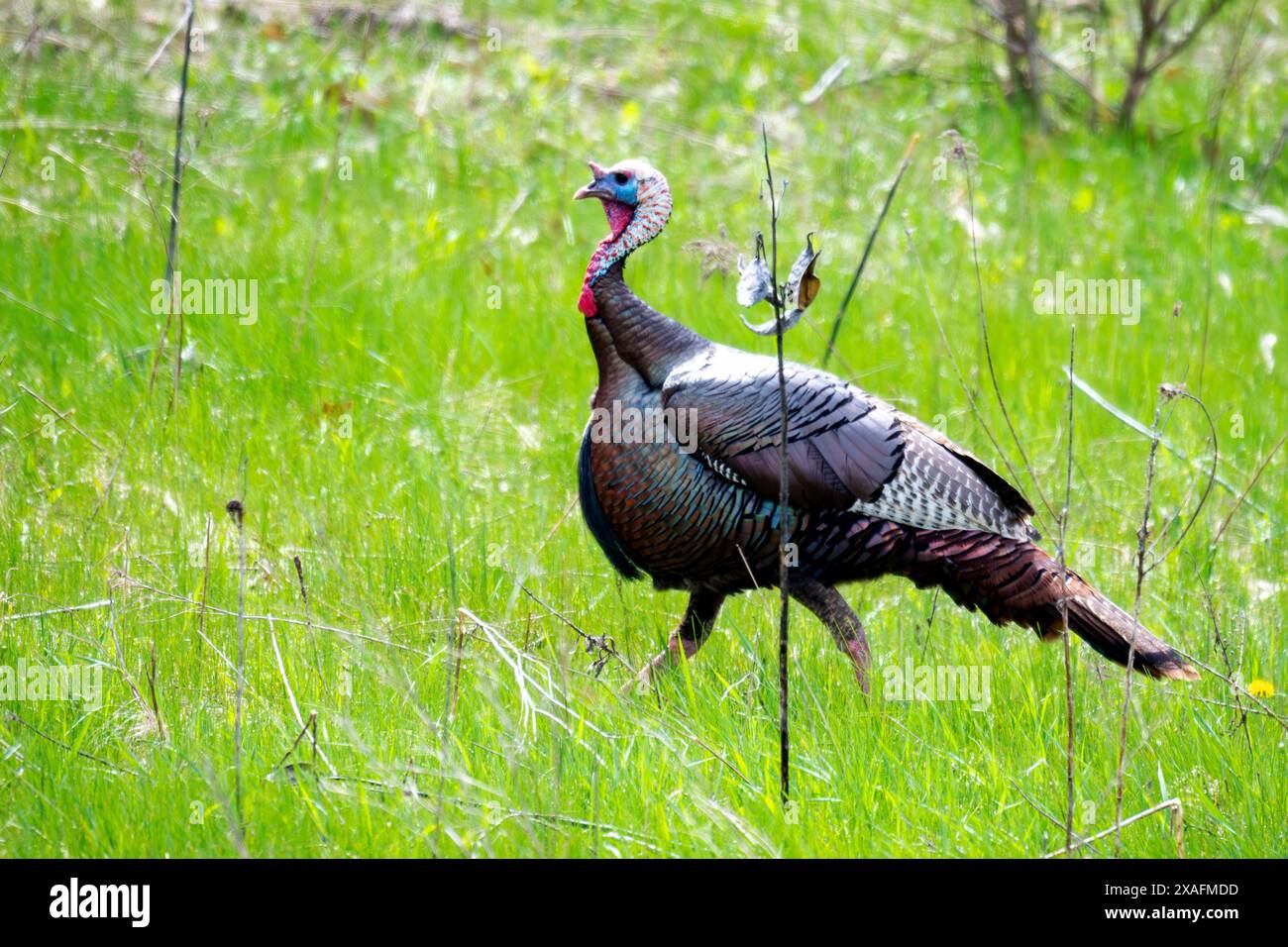 Ein großer tom wilder truthahn spaziert Anfang Mai durch eine Wiese. Stockfoto