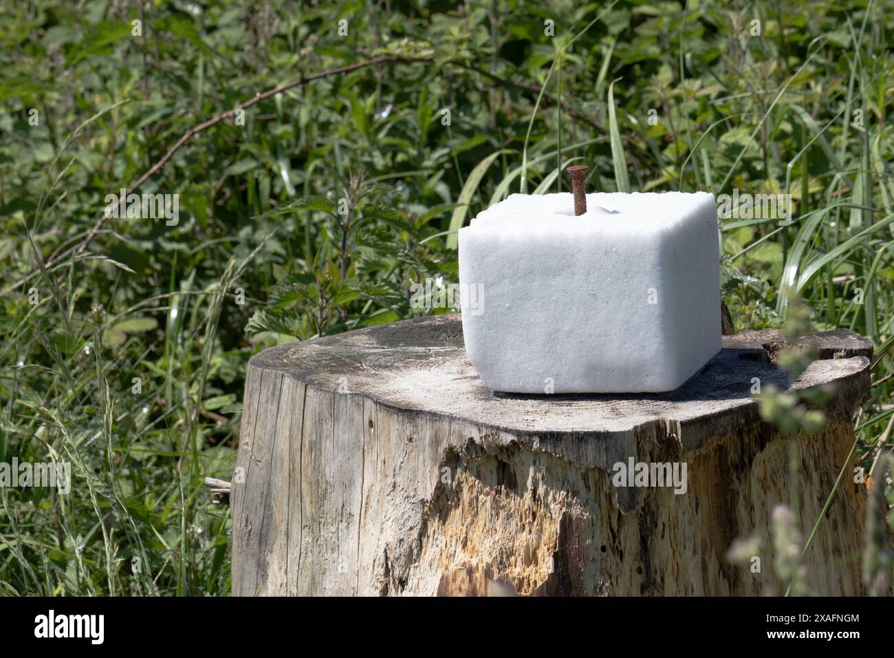 Ein quadratischer Salzleck wird auf einen Baumstumpf aufgespießt. Stockfoto