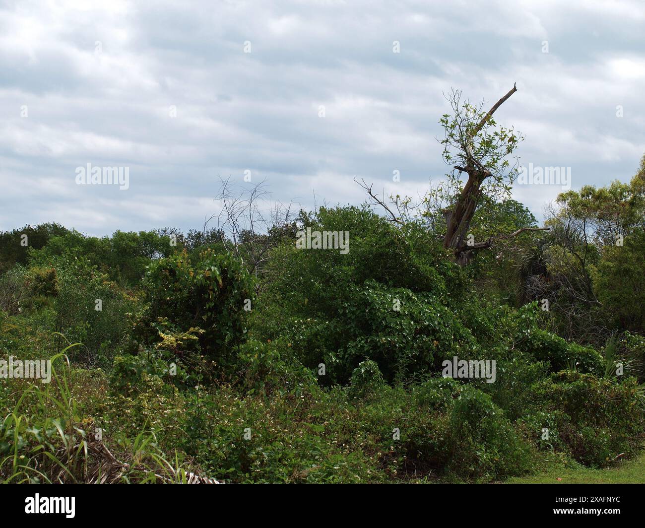 Die buschige Vegetation an der Küste Floridas von einem Wanderweg aus gesehen. Stockfoto