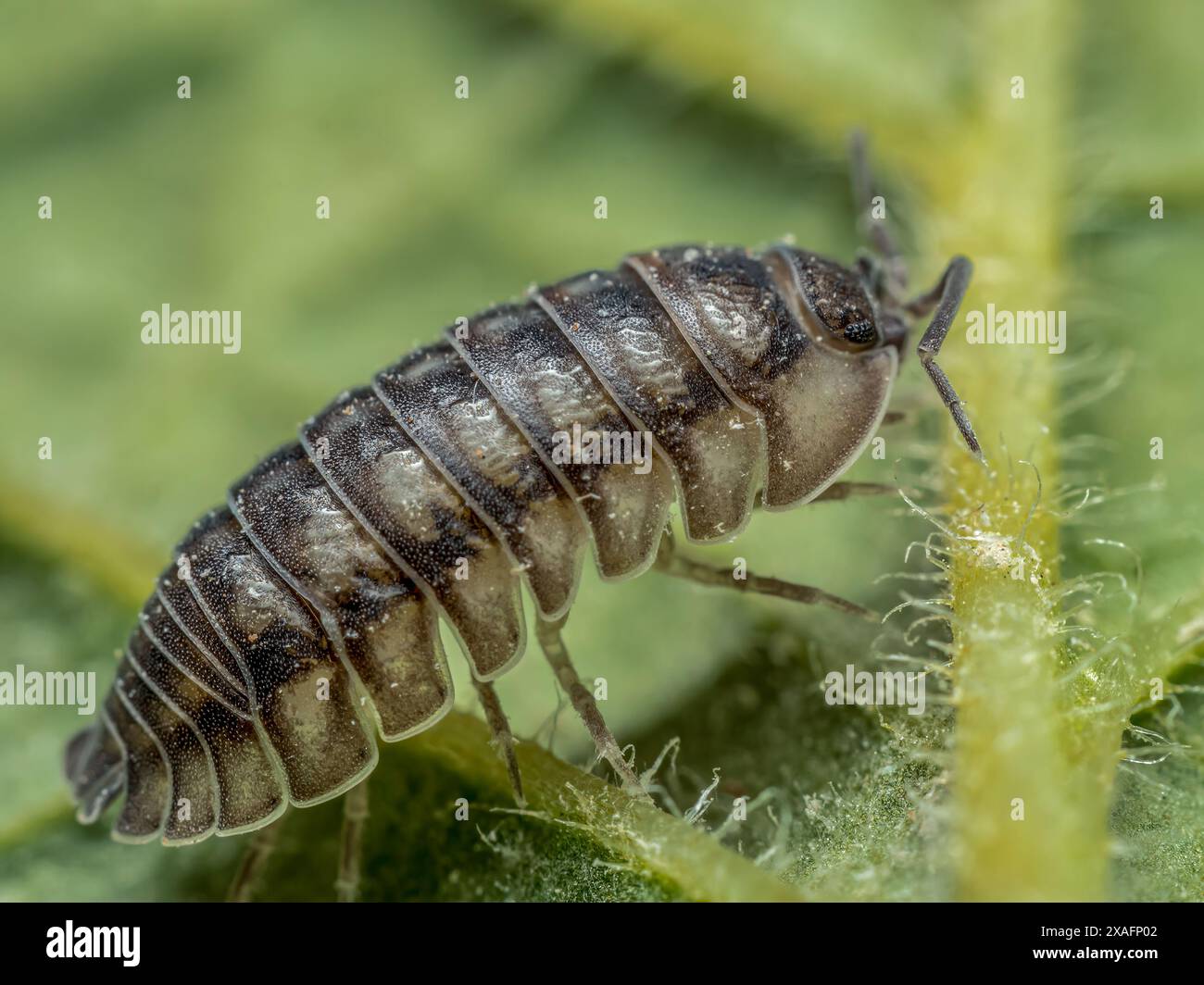 Nahaufnahme von Nosy Pill Holzlausenwanze auf grünem Blatt Stockfoto