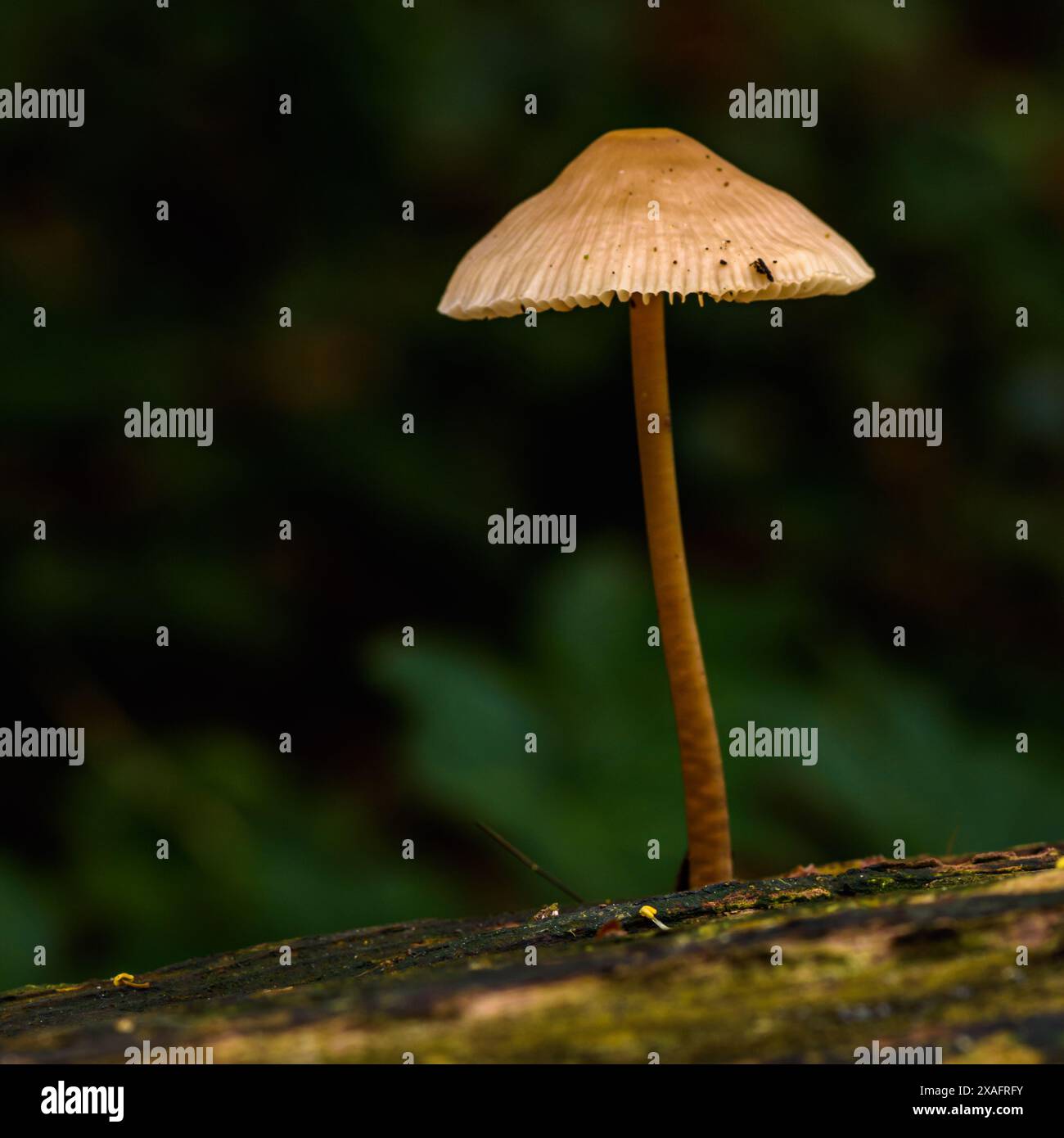 Nahaufnahme eines Pilzes auf einem Baumstamm Stockfoto