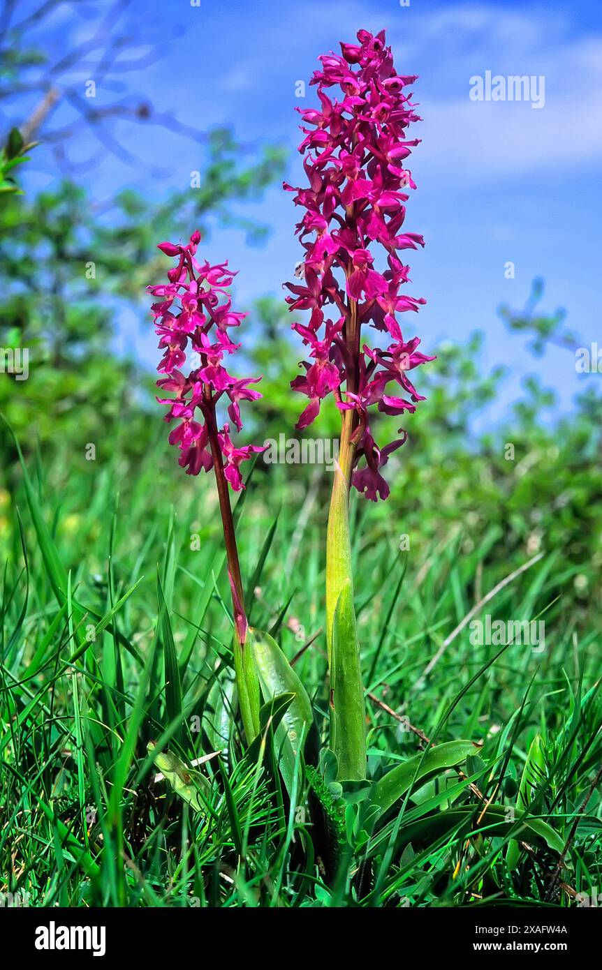 Frühviolette Orchidee (Orchis mascula), Orchidaceae. Mehrjähriges Knollenkraut, wilde europäische Orchideen. Seltene Pflanze. Toskana, Italien. Stockfoto