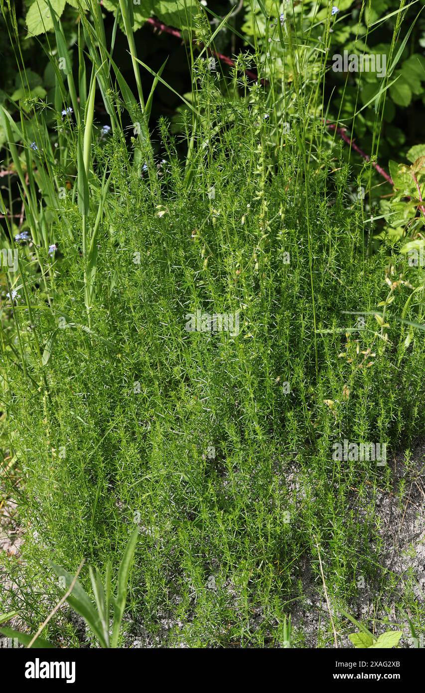 Zarte Pflanze wächst auf einem Ameisennest. Stockfoto