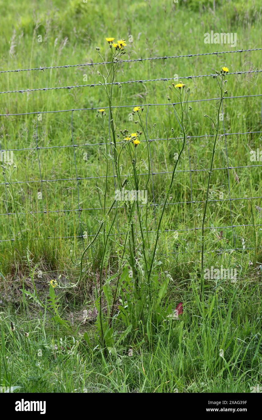Glatter Hawksbart, Crepis capillaris, Asteraceae. Stockfoto
