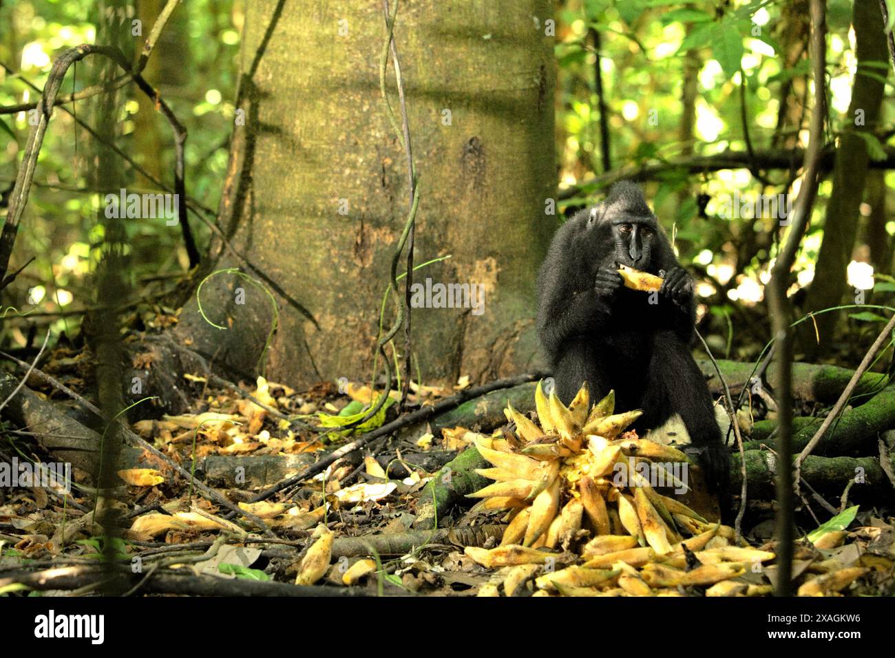 Ein Schwarzhaubenmakaken (Macaca nigra) ernährt sich von gefallenen Lianenfrüchten im Tangkoko Nature Reserve, Nord-Sulawesi, Indonesien. Stockfoto