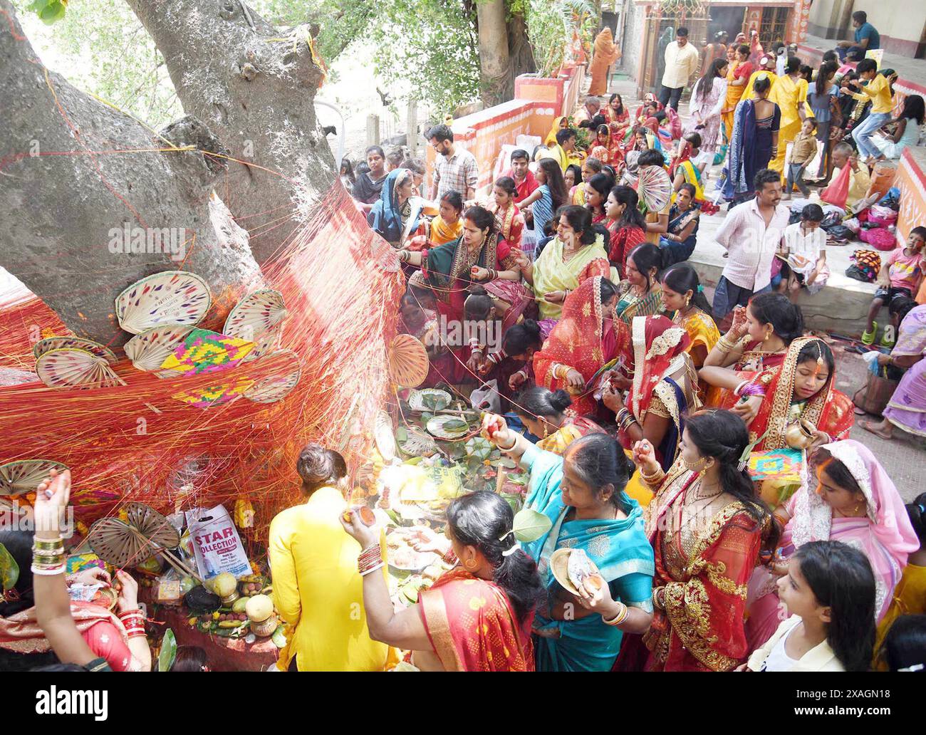 PATNA, INDIEN - 6. JUNI: Verheiratete Frauen, die am 6. Juni 2024 in Patna, Indien, Gebete um den Banyan-Baum geben, anlässlich der V.S.T. Savitri Puja in Danapur. (Foto: Santosh Kumar/Hindustan Times/SIPA USA) Stockfoto