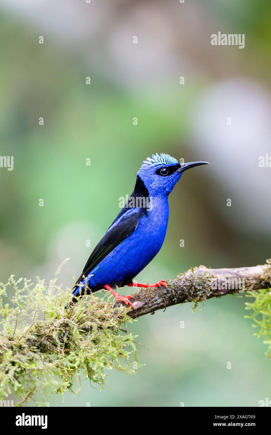 Der Rotbeinige Honigkriecher (Cyanerpes cyaneus) ruht auf einem Baumzweig in Costa Rica Stockfoto