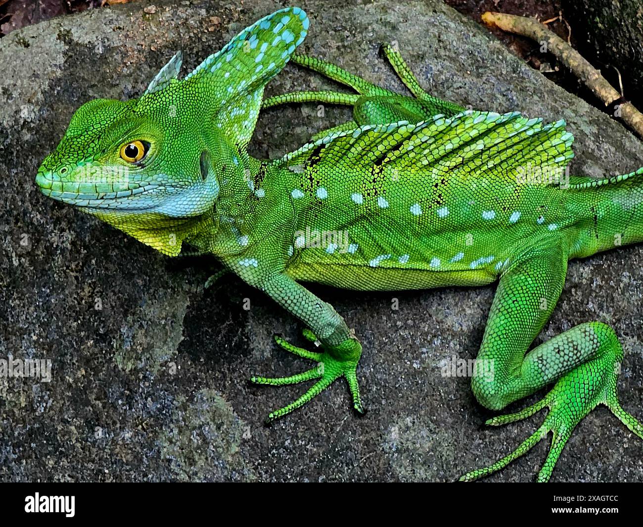 Die grüne Basilisechse (Basiliscus) in Costa Rica ist auch als Jesus-Echse bekannt, weil sie auf dem Wasser laufen kann Stockfoto