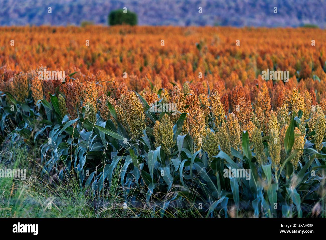 Sorghum-Feld bereit für die Ernte, Darling Downs Queensland Stockfoto