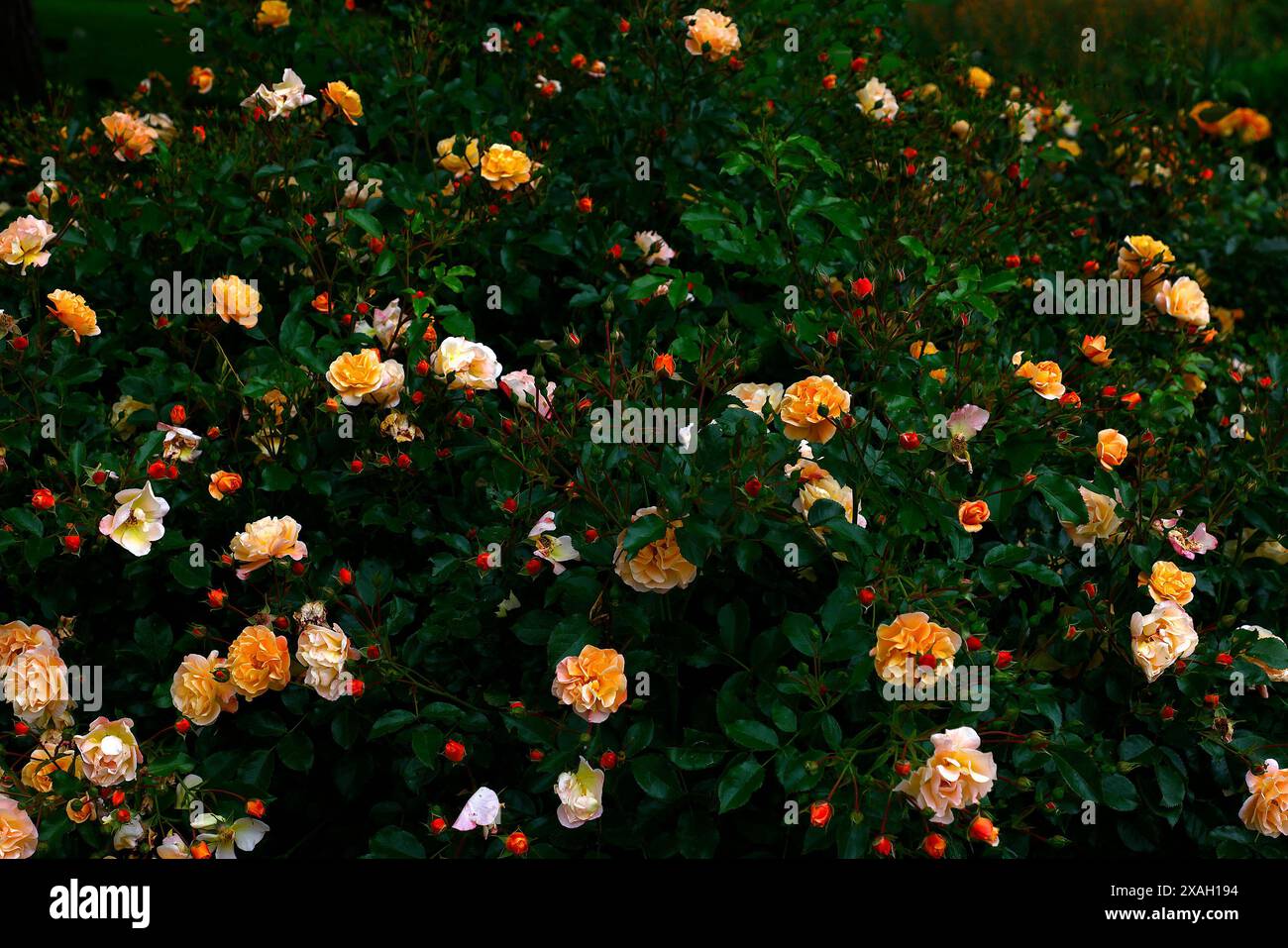 Nahaufnahme der sanften orange gelben Blüten des ausdauernden Gartens Rose Rosa Blumenteppich Amber. Stockfoto