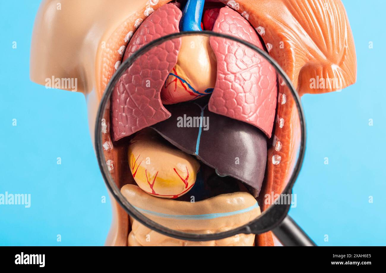 Innere Organe eines menschlichen medizinischen Modells unter einer Lupe auf blauem Hintergrund. Magenerkrankungen Gastritis und Ulzera. Cholezystitis und Gallenerkrankungen Stockfoto