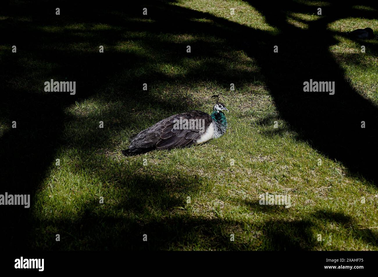 Peacock, der sich auf dem üppigen Gras in einer halbschattigen Ecke des Royal Alcazar Gardens entspannt Stockfoto
