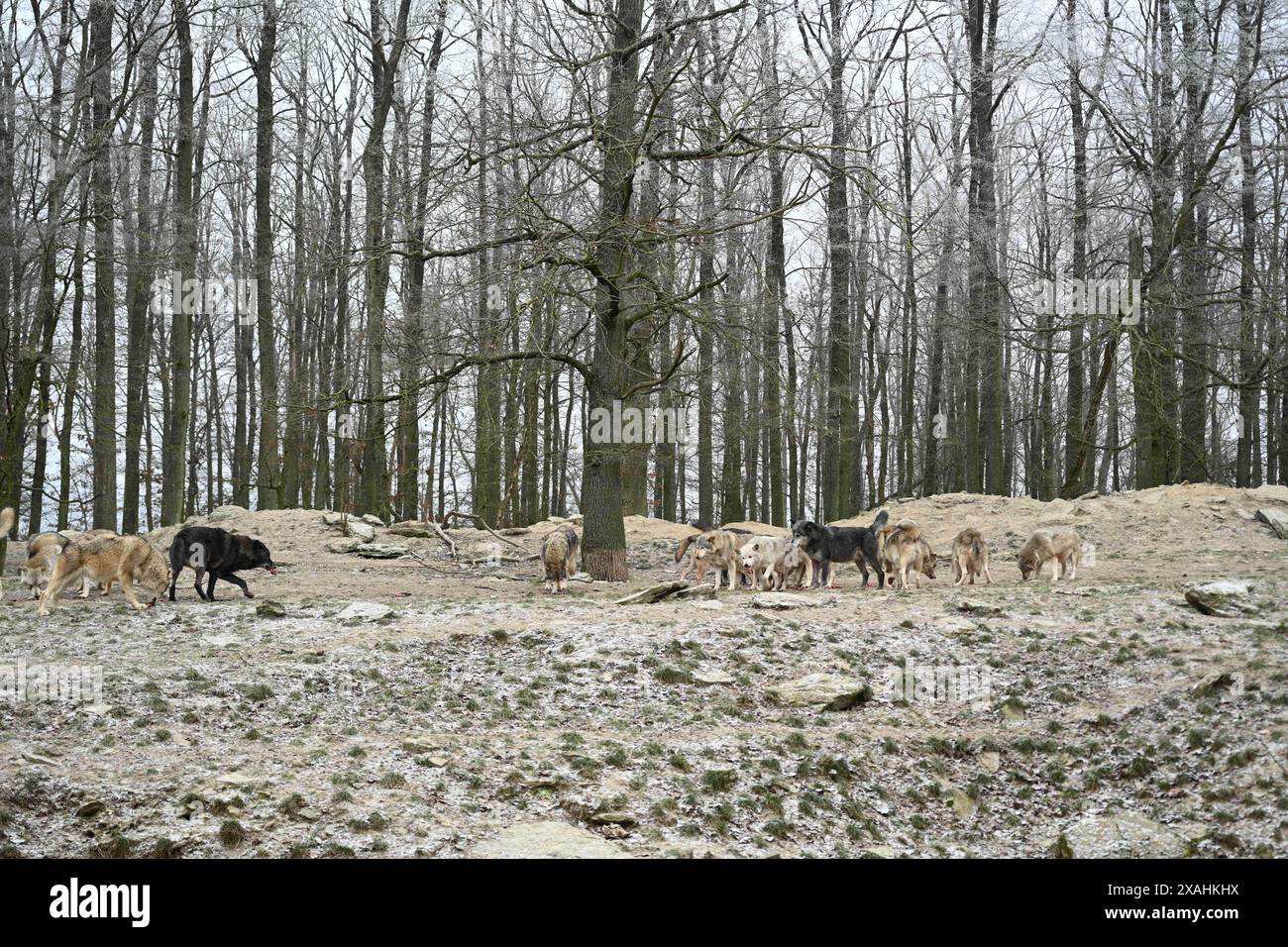 Wolfspackung kanadischer Holzwölfe im Winter im Wald Stockfoto