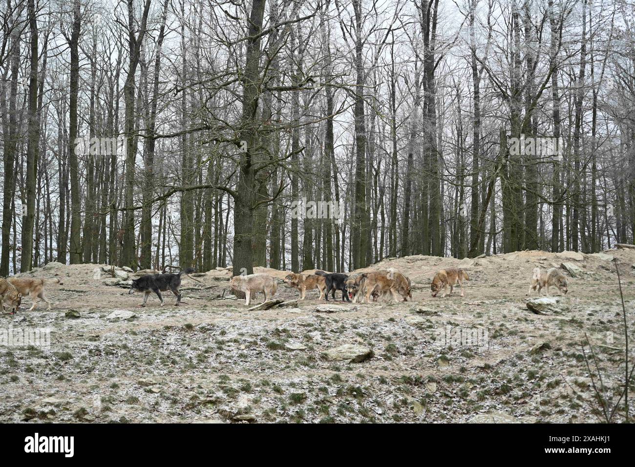 Wolfspackung kanadischer Holzwölfe im Winter im Wald Stockfoto