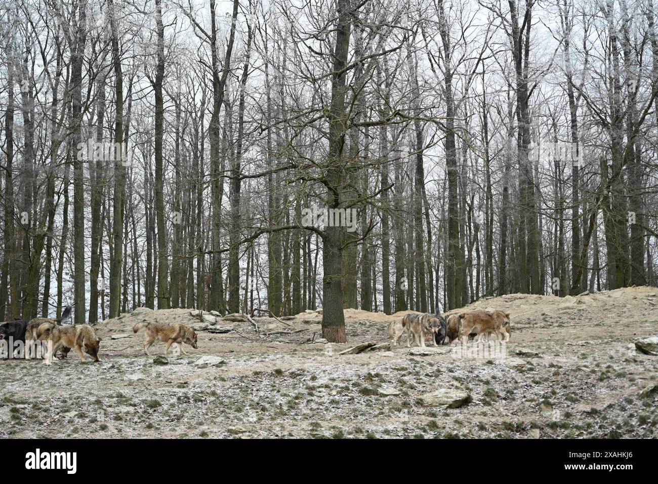 Wolfspackung kanadischer Holzwölfe im Winter im Wald Stockfoto