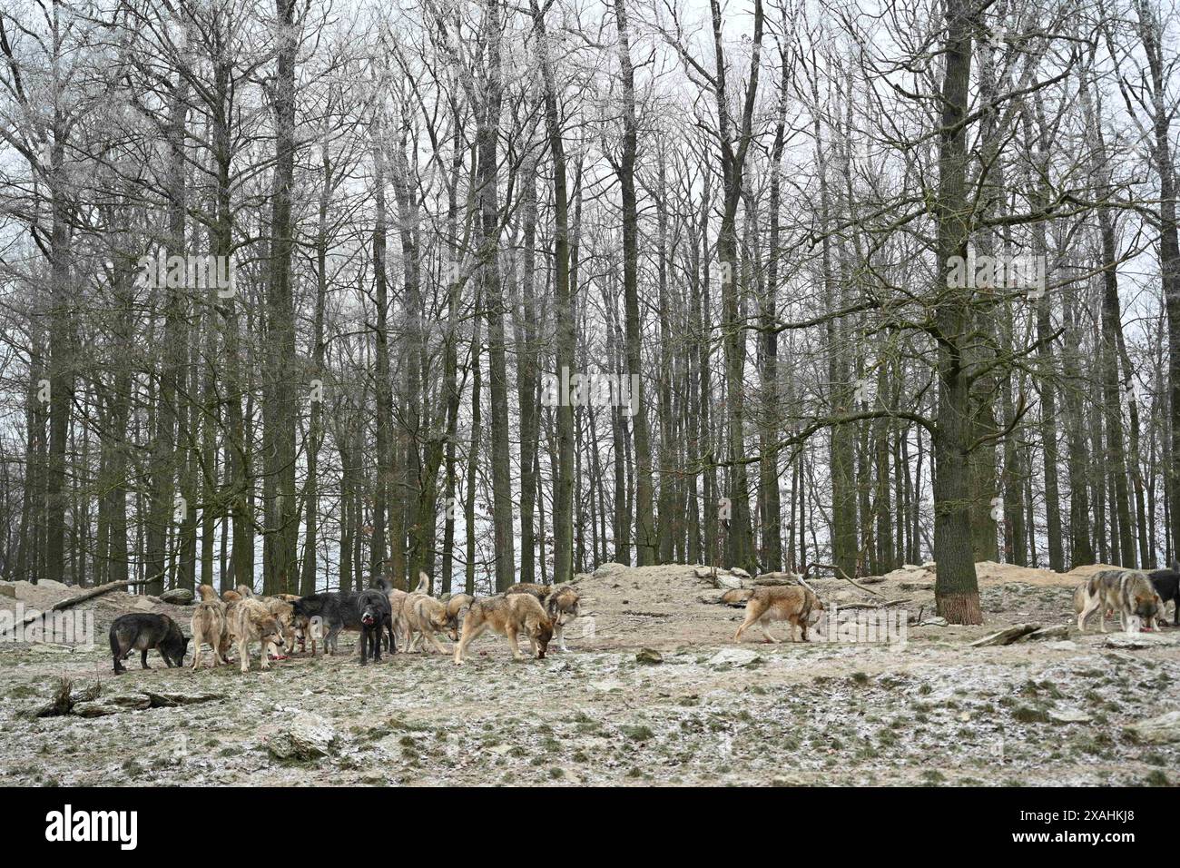 Wolfspackung kanadischer Holzwölfe im Winter im Wald Stockfoto