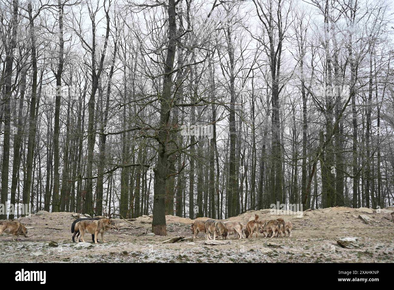 Wolfspackung kanadischer Holzwölfe im Winter im Wald Stockfoto