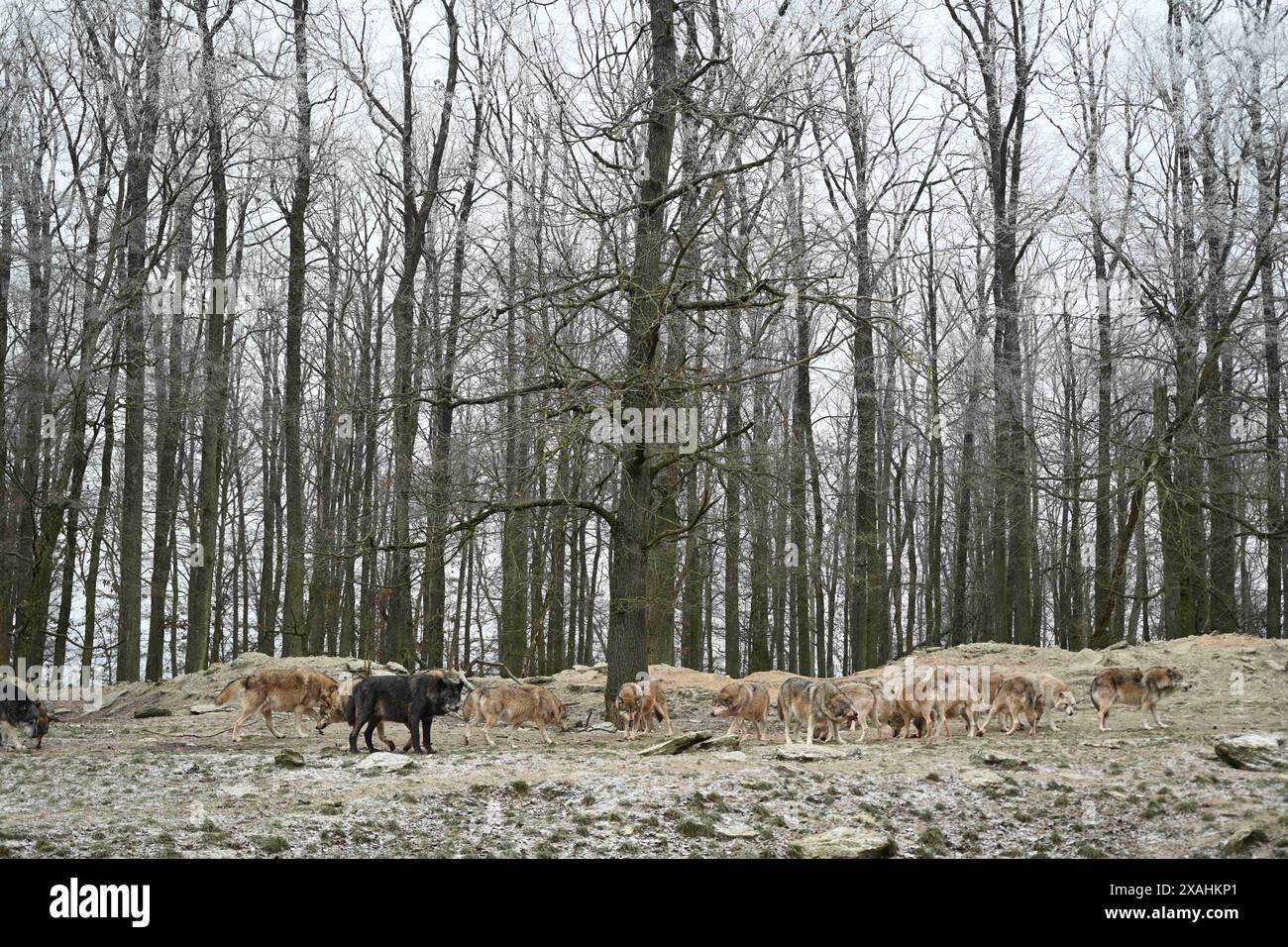 Wolfspackung kanadischer Holzwölfe im Winter im Wald Stockfoto