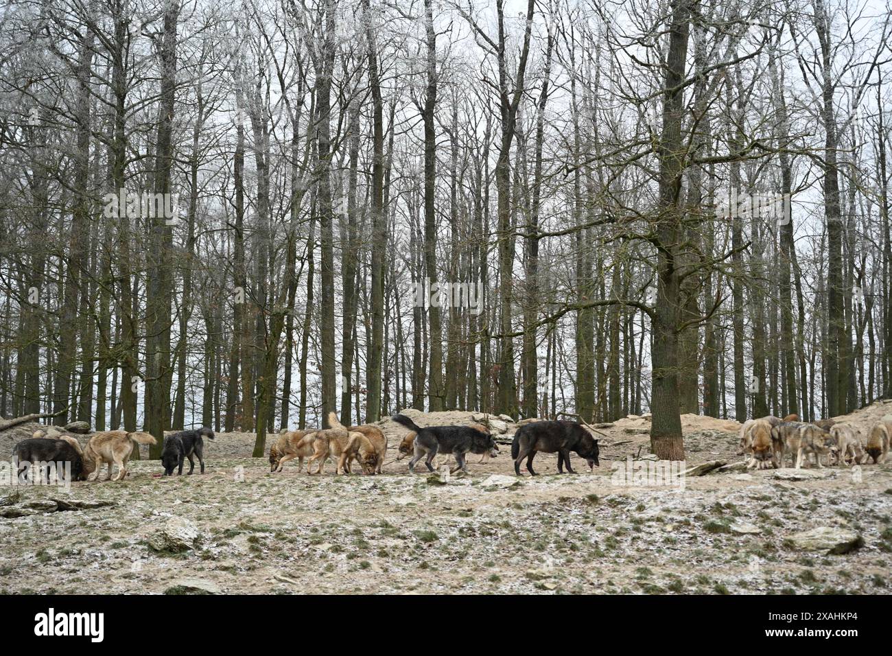 Wolfspackung kanadischer Holzwölfe im Winter im Wald Stockfoto