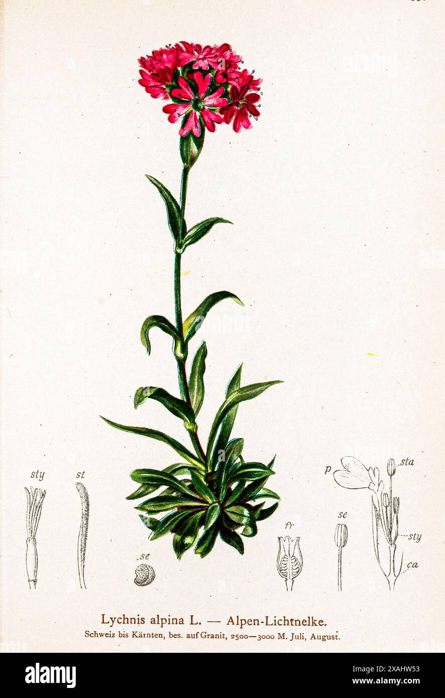 Lychnis alpina L. — Alpen-Lichtnelke. alpine campion Ein Zwerg, getuftet, ausdauernd bis 15 cm hoch, mit länglichen bis lanzenförmigen dunkelgrünen Blättern und dichten, abgerundeten, endlosen, violett-rosa Blüten im Spätherbst bis Frühsommer botanische Zeichnung aus „ Atlas der Alpenflora “ von Hartinger, Anton, geb. 1806; Dalla Torre, K. W. von (Karl Wilhelm), 1850–1928; Deutscher Alpenverein (gegründet 1874) Stockfoto