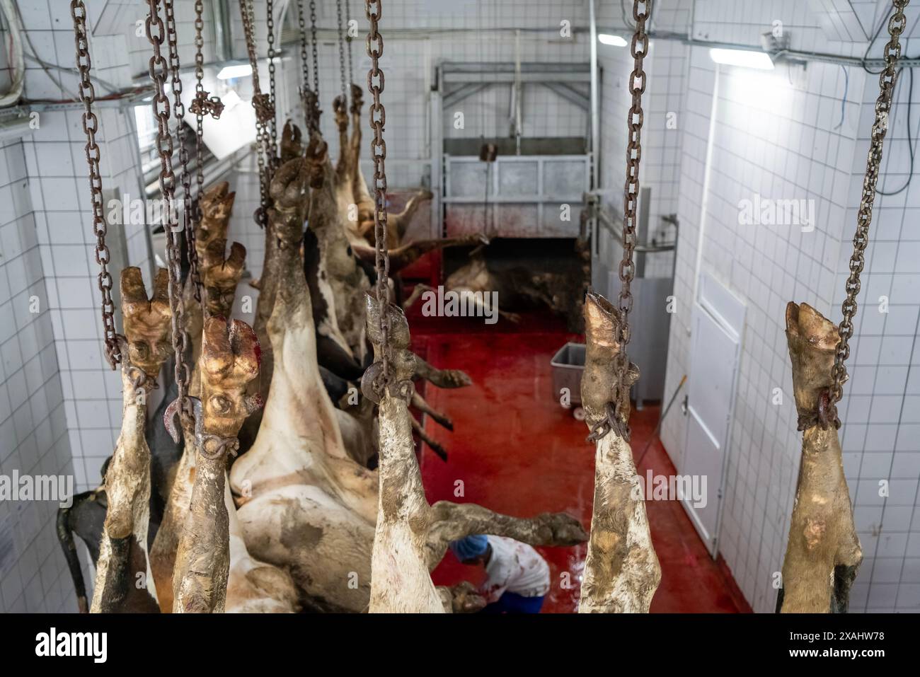 Viele geschlachtete Kühe werden im Schlachthof von ihren Beinen gehakt. Stockfoto