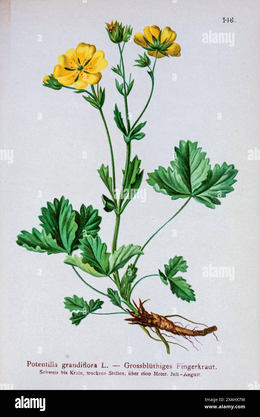 Potentilla grandiflora L. — Grossblüthiges Fingerkraut. Botanische Zeichnung aus Atlas der Alpenflora Band 2 von Hartinger, Anton, geboren 1806; Dalla Torre, K. W. von (Karl Wilhelm), 1850–1928; Deutscher Alpenverein (gegründet 1874) Stockfoto