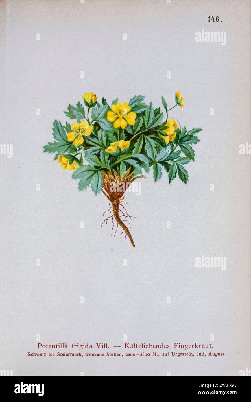 Potentilla frigida Vill. — Kälteliebendes Fingerkraut. Botanische Zeichnung aus Atlas der Alpenflora Band 2 von Hartinger, Anton, geboren 1806; Dalla Torre, K. W. von (Karl Wilhelm), 1850–1928; Deutscher Alpenverein (gegründet 1874) Stockfoto