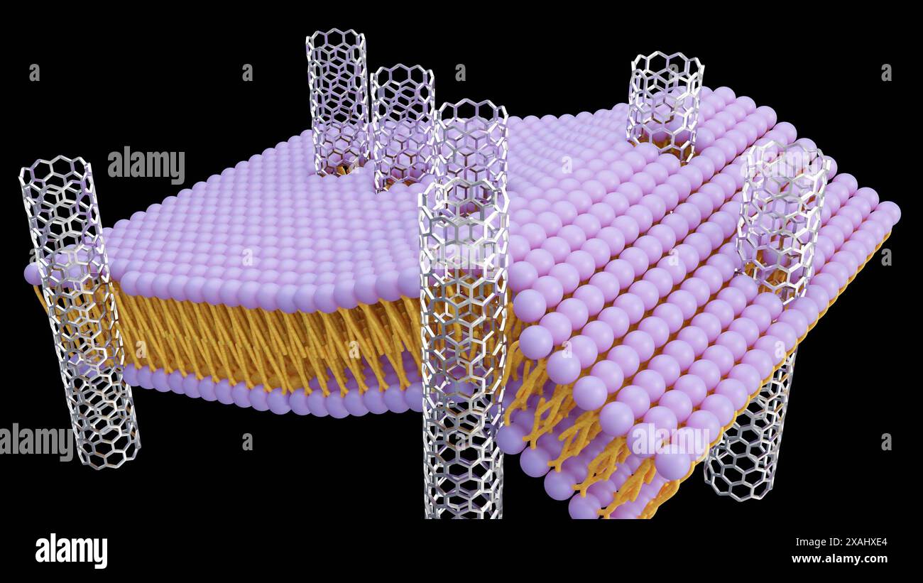 3D-Rendering von Kohlenstoff-Nanoröhren-Porinen, kurzen Stücken von Kohlenstoff-Nanoröhren, die sich selbst in eine Lipidbilayer einfügen können, Modell einer biologischen Membran Stockfoto