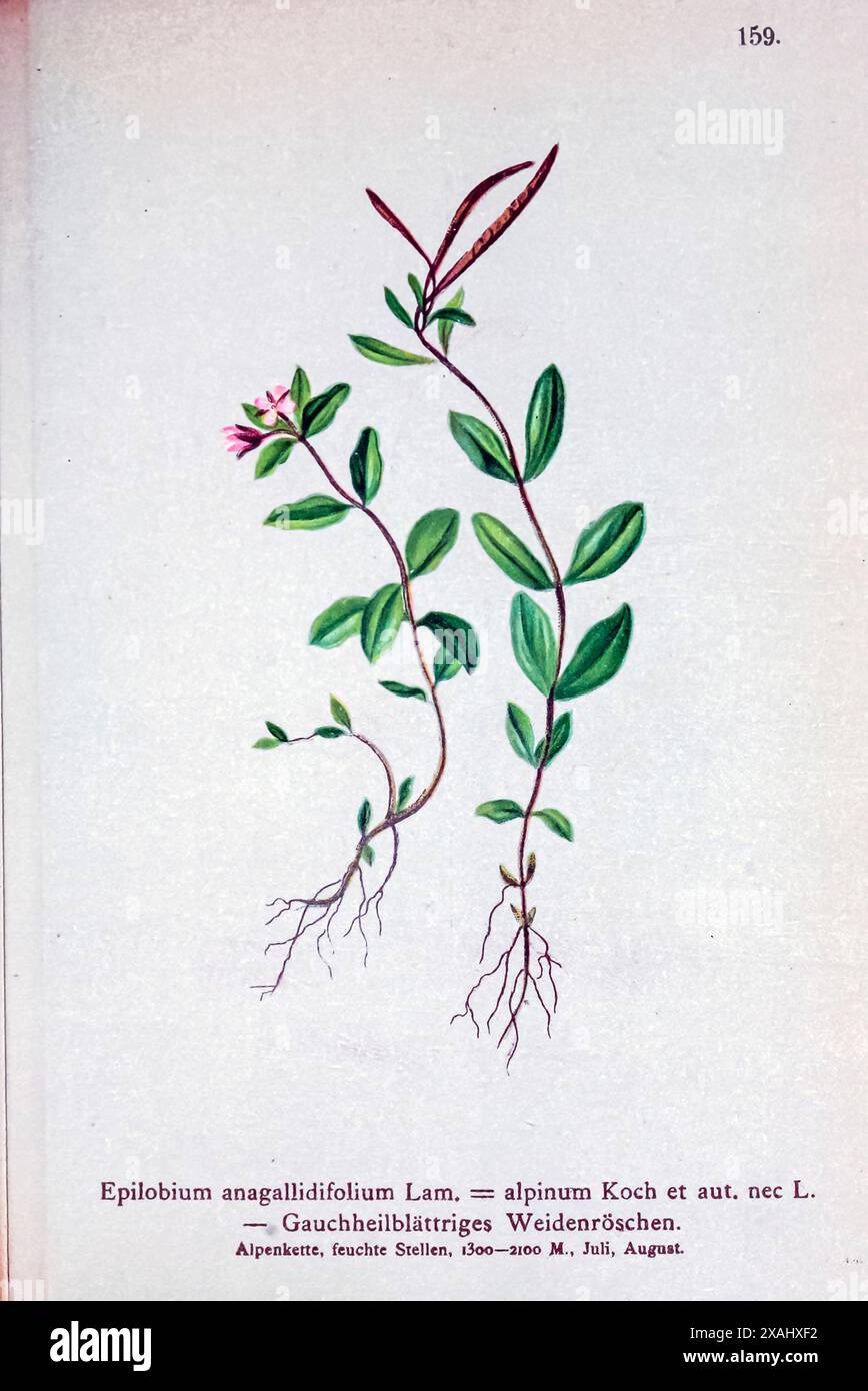 Epilobium anagallidifolium Lam, = alpinum Koch et aut. NecL. Gauchheilblättriges Weidenröschen. Epilobium anagallidifolium ist eine Art von Weidenweide, die unter den gebräuchlichen Namen Pimpernweidenweidenweidenweide und alpiner Weidenweidenweide bekannt ist. Diese kleine blühende Pflanze hat eine fast umlaufende Verbreitung und ist in Gebirgszügen weiter südlich zu finden, wo sie im alpinen Klima wächst. Botanische Zeichnung aus Atlas der Alpenflora Band 2 von Hartinger, Anton, geboren 1806; Dalla Torre, K. W. von (Karl Wilhelm), 1850–1928; Deutscher Alpenverein (gegründet 1874) Stockfoto